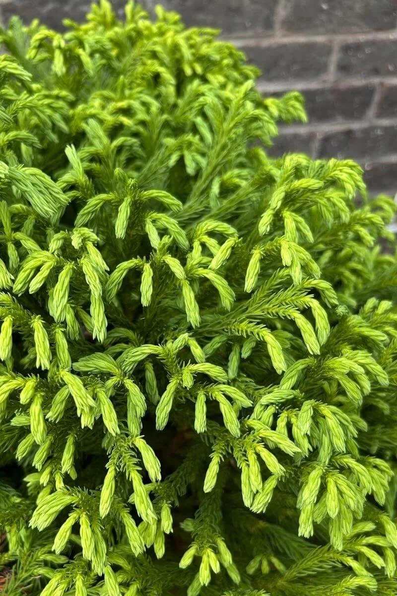 Dwarf Japanese Cedar — Plant and Bloom Design Studio